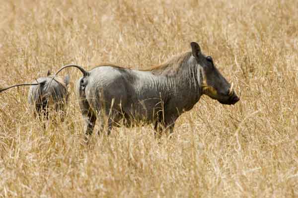 Jabalí - reserva nacional de Masai Mara - Kenia 4.jpg